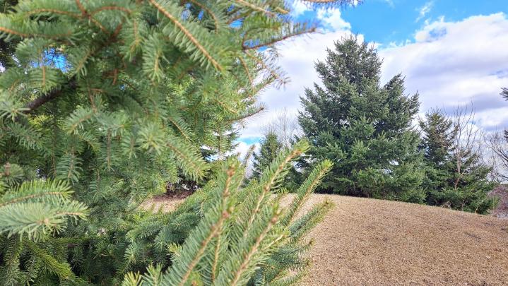 Close-up view of pine trees, with one tree in the foreground on the left and another in the distance to the right.